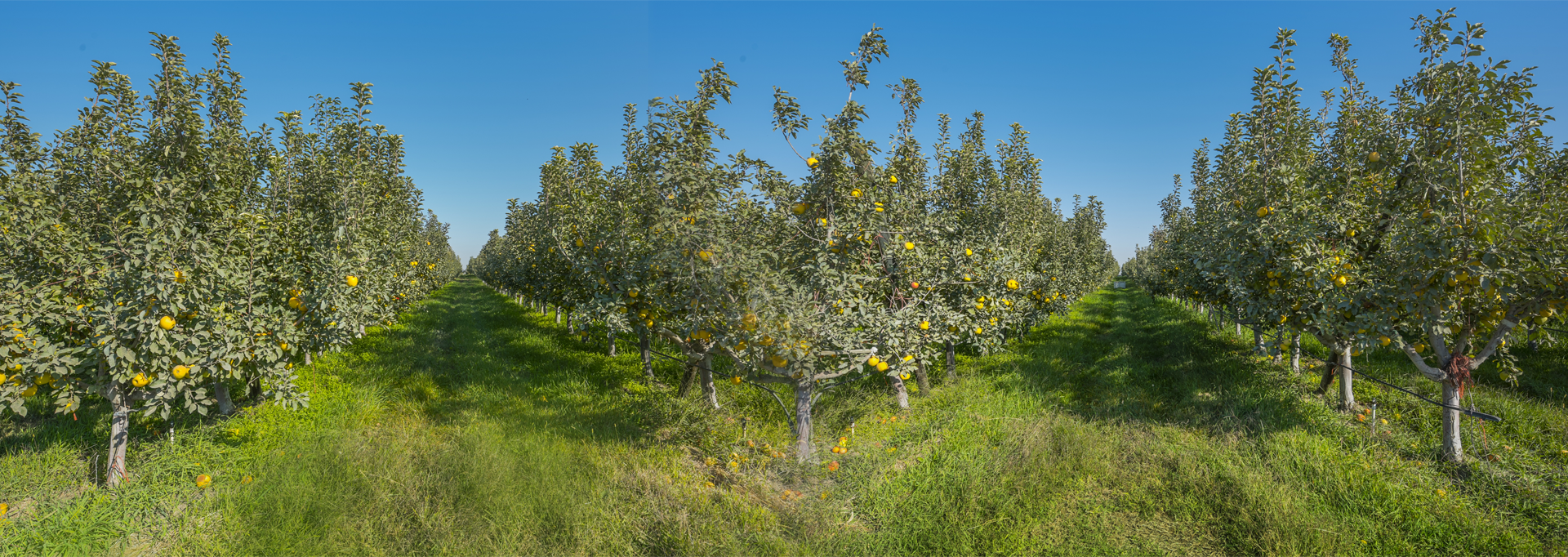 Opal Apples are in house now! Grown by - Charlie's Produce