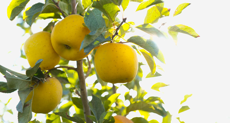 How to Store Apples for Peak Freshness