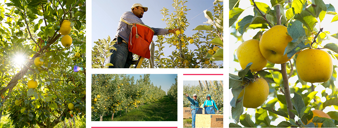 Opal Apples - General Fruit Growing - Growing Fruit